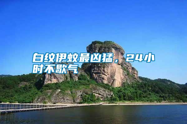 白紋伊蚊最兇猛，24小時不歇氣