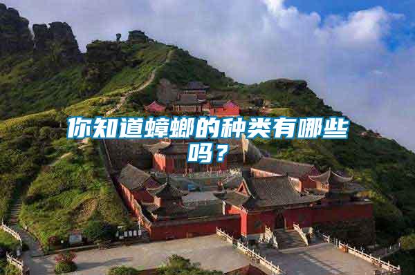 你知道蟑螂的種類有哪些嗎？