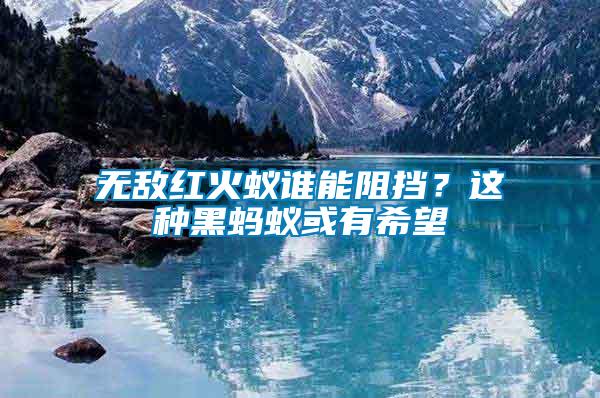 無敵紅火蟻誰能阻擋？這種黑螞蟻或有希望