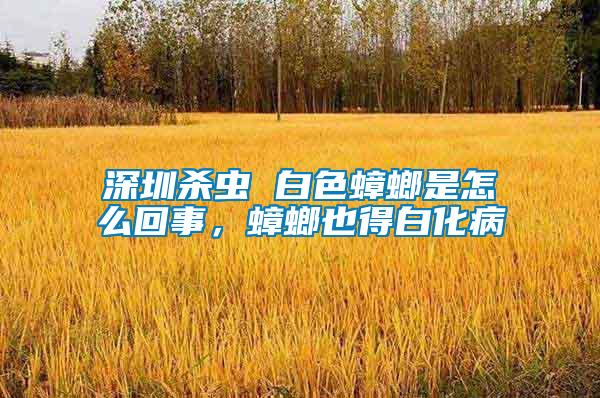 深圳殺蟲 白色蟑螂是怎么回事，蟑螂也得白化病