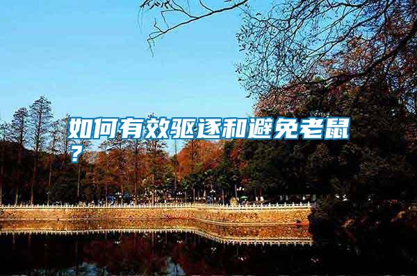 如何有效驅逐和避免老鼠？