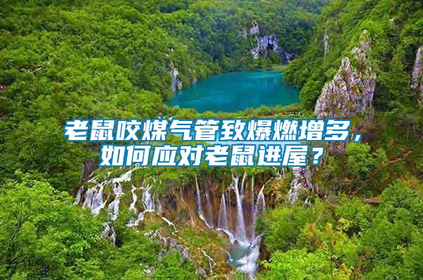 老鼠咬煤氣管致爆燃增多，如何應(yīng)對老鼠進(jìn)屋？