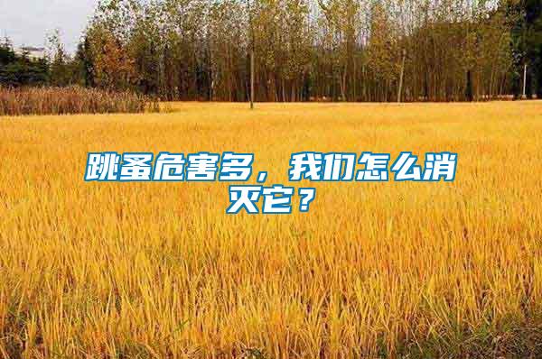 跳蚤危害多，我們怎么消滅它？