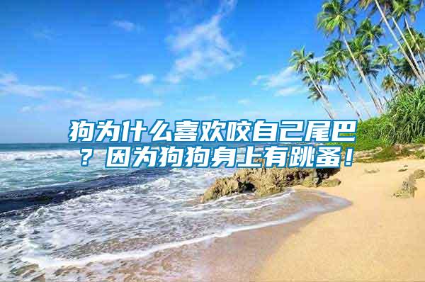 狗為什么喜歡咬自己尾巴？因為狗狗身上有跳蚤！