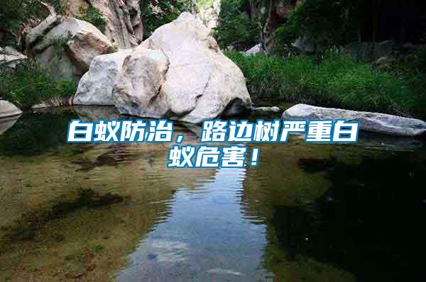 白蟻防治，路邊樹嚴重白蟻危害！