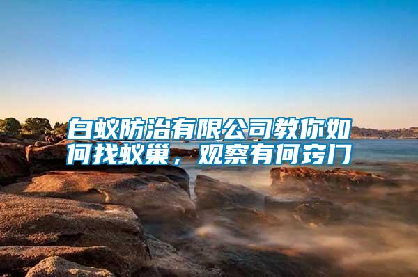 白蟻防治有限公司教你如何找蟻巢，觀察有何竅門