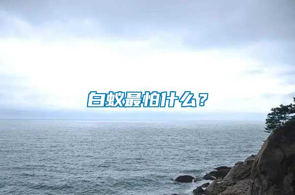白蟻最怕什么？