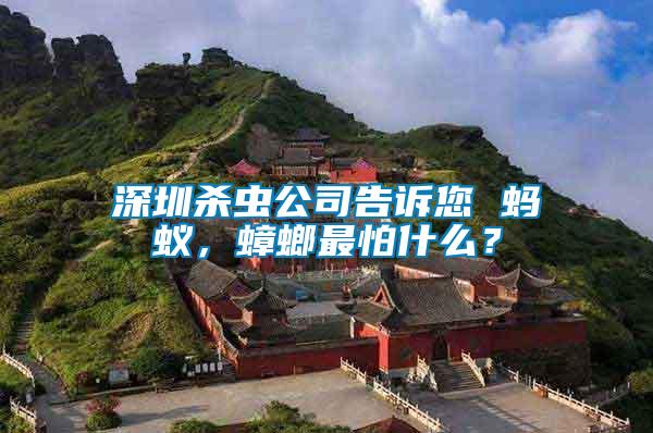 深圳殺蟲公司告訴您 螞蟻，蟑螂最怕什么？