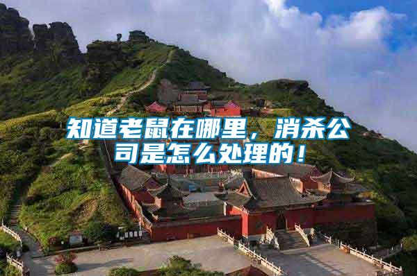 知道老鼠在哪里，消殺公司是怎么處理的！