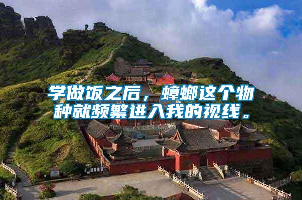 學(xué)做飯之后，蟑螂這個(gè)物種就頻繁進(jìn)入我的視線。