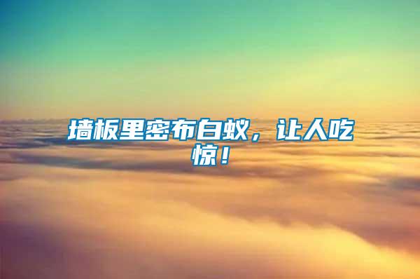 墻板里密布白蟻，讓人吃驚！