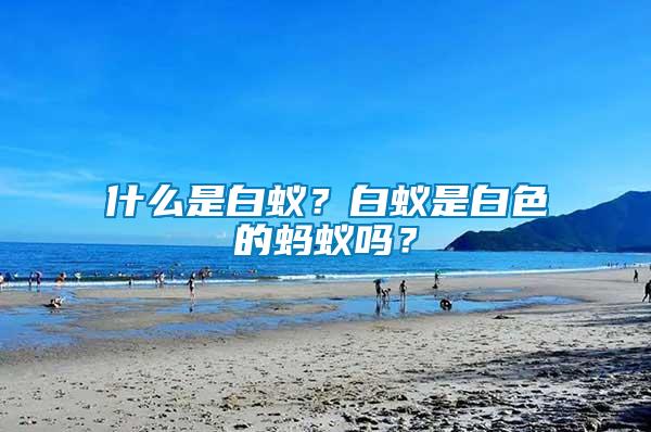 什么是白蟻？白蟻是白色的螞蟻嗎？