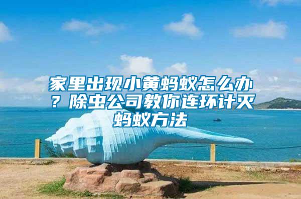 家里出現小黃螞蟻怎么辦？除蟲公司教你連環計滅螞蟻方法
