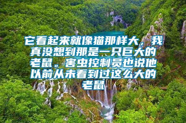 它看起來就像貓那樣大，我真沒想到那是一只巨大的老鼠。害蟲控制員也說他以前從未看到過這么大的老鼠