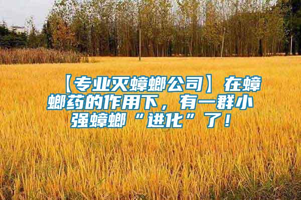 【專業(yè)滅蟑螂公司】在蟑螂藥的作用下，有一群小強(qiáng)蟑螂“進(jìn)化”了！