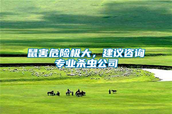 鼠害危險極大，建議咨詢專業殺蟲公司