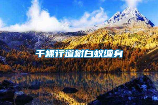 千棵行道樹(shù)白蟻纏身