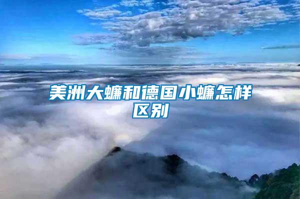 美洲大蠊和德國小蠊怎樣區別