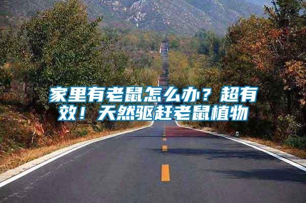 家里有老鼠怎么辦？超有效！天然驅趕老鼠植物
