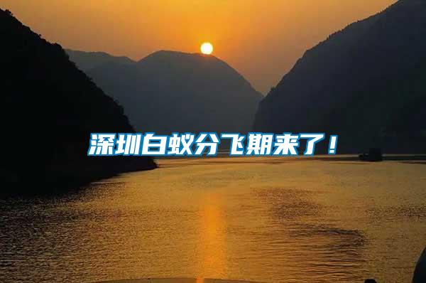 深圳白蟻分飛期來了！