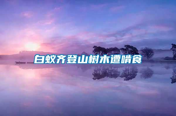 白蟻齊登山樹(shù)木遭啃食
