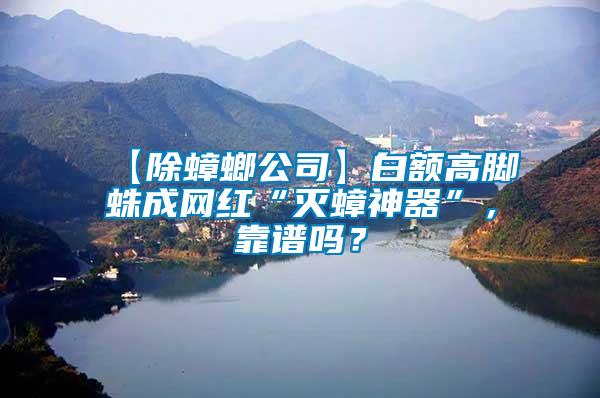 【除蟑螂公司】白額高腳蛛成網紅“滅蟑神器”，靠譜嗎？