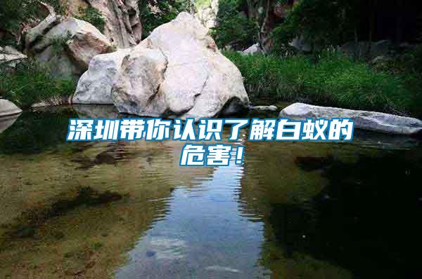 深圳帶你認(rèn)識了解白蟻的危害！