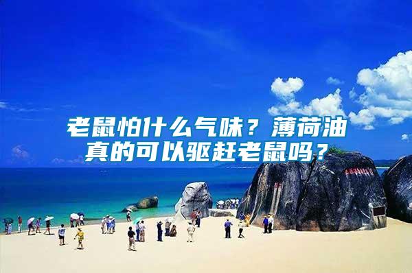 老鼠怕什么氣味？薄荷油真的可以驅(qū)趕老鼠嗎？