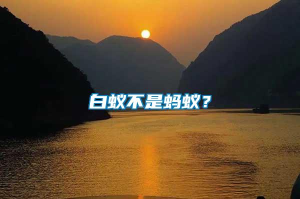 白蟻不是螞蟻？