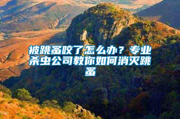 被跳蚤咬了怎么辦？專業殺蟲公司教你如何消滅跳蚤