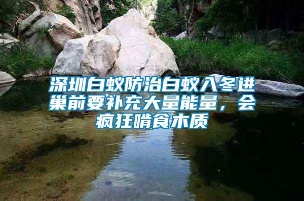 深圳白蟻防治白蟻入冬進巢前要補充大量能量，會瘋狂啃食木質
