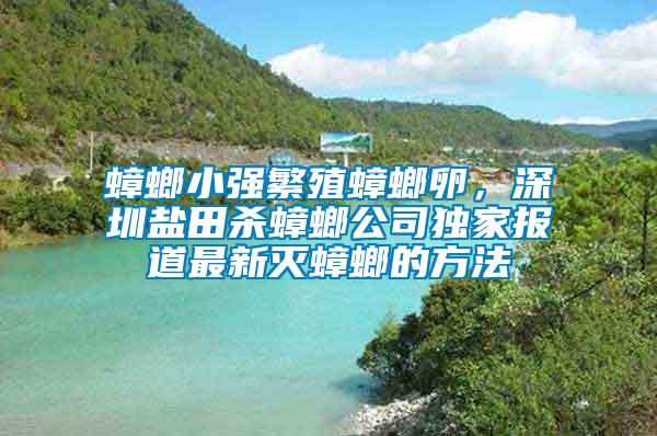 蟑螂小強(qiáng)繁殖蟑螂卵，深圳鹽田殺蟑螂公司獨(dú)家報(bào)道最新滅蟑螂的方法