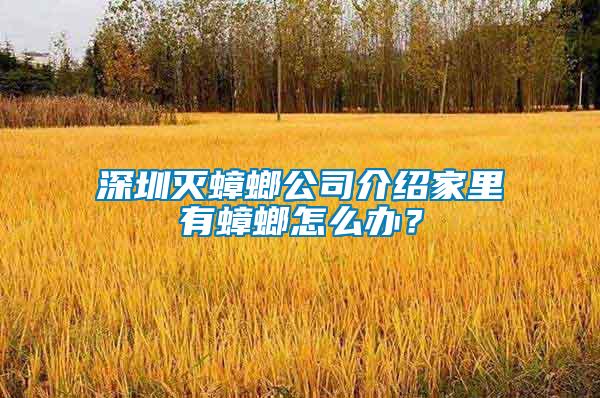 深圳滅蟑螂公司介紹家里有蟑螂怎么辦？