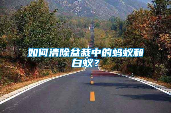 如何清除盆栽中的螞蟻和白蟻？