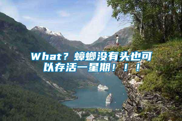 What？蟑螂沒有頭也可以存活一星期?。?！