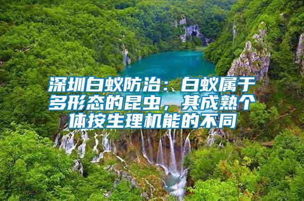 深圳白蟻防治：白蟻屬于多形態的昆蟲，其成熟個體按生理機能的不同