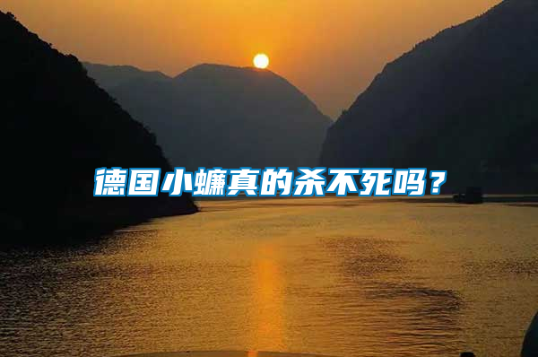 德國小蠊真的殺不死嗎？