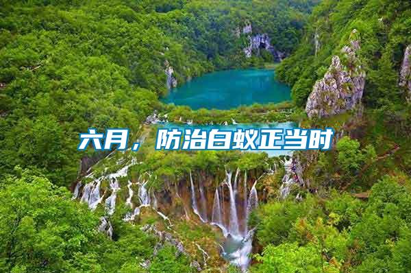 六月，防治白蟻正當(dāng)時