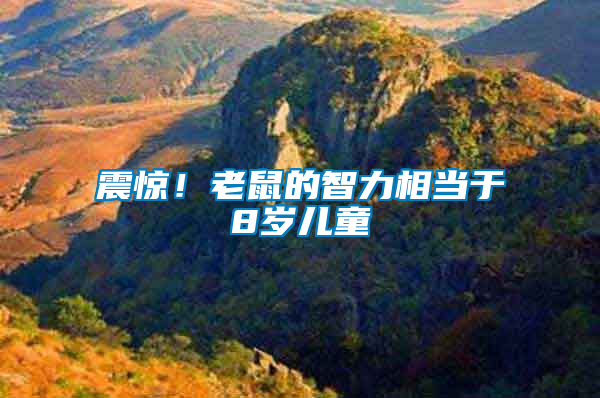 震驚！老鼠的智力相當于8歲兒童