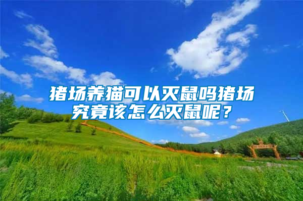 豬場養貓可以滅鼠嗎豬場究竟該怎么滅鼠呢？
