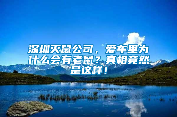 深圳滅鼠公司，愛車里為什么會有老鼠？真相竟然是這樣！
