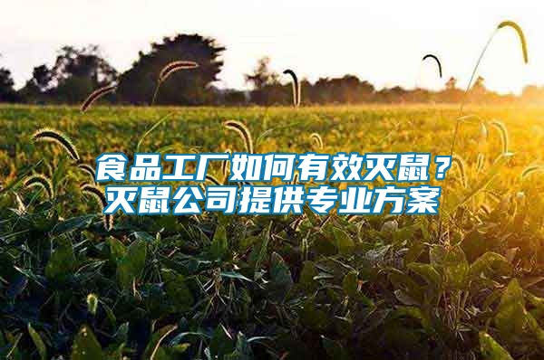 食品工廠如何有效滅鼠？滅鼠公司提供專業(yè)方案