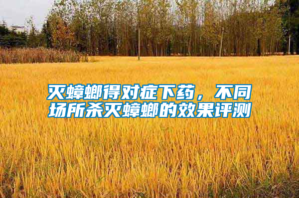 滅蟑螂得對癥下藥，不同場所殺滅蟑螂的效果評測