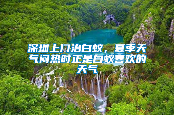 深圳上門治白蟻，夏季天氣悶熱時正是白蟻喜歡的天氣