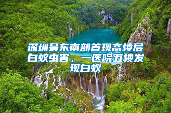 深圳最東南部首現高樓層白蟻蟲害，一醫院五樓發現白蟻