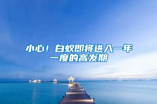 小心！白蟻即將進入一年一度的高發期